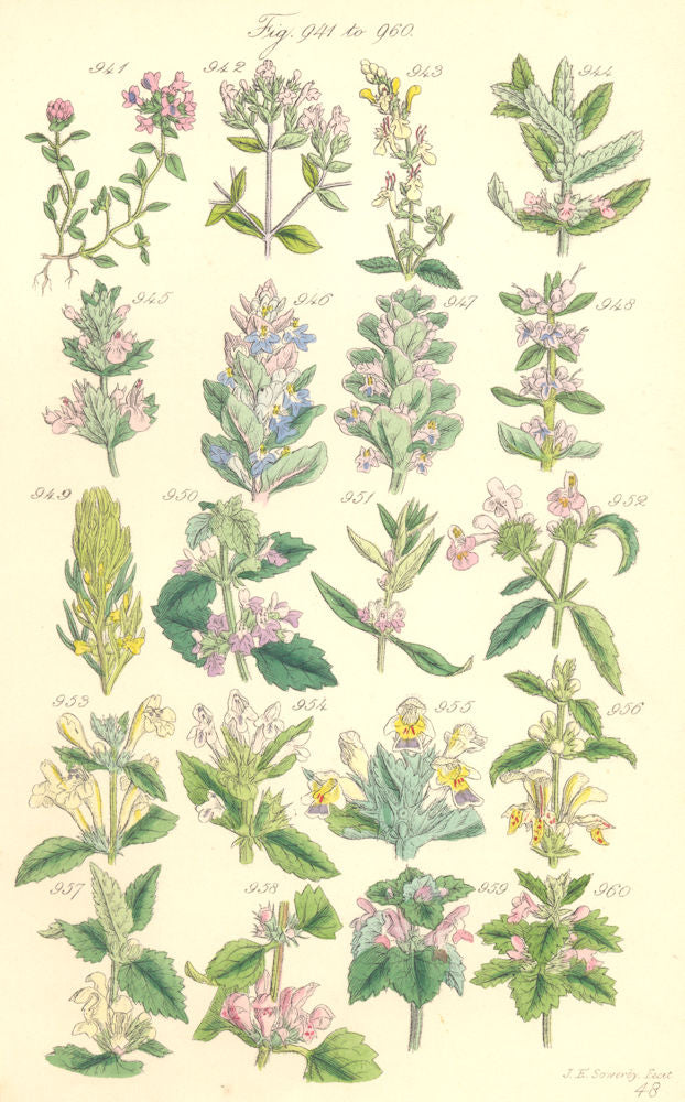 WILD HERBS. Thyme Marjoram Germander Sage Bugle motherwort Nettle. SOWERBY 1890